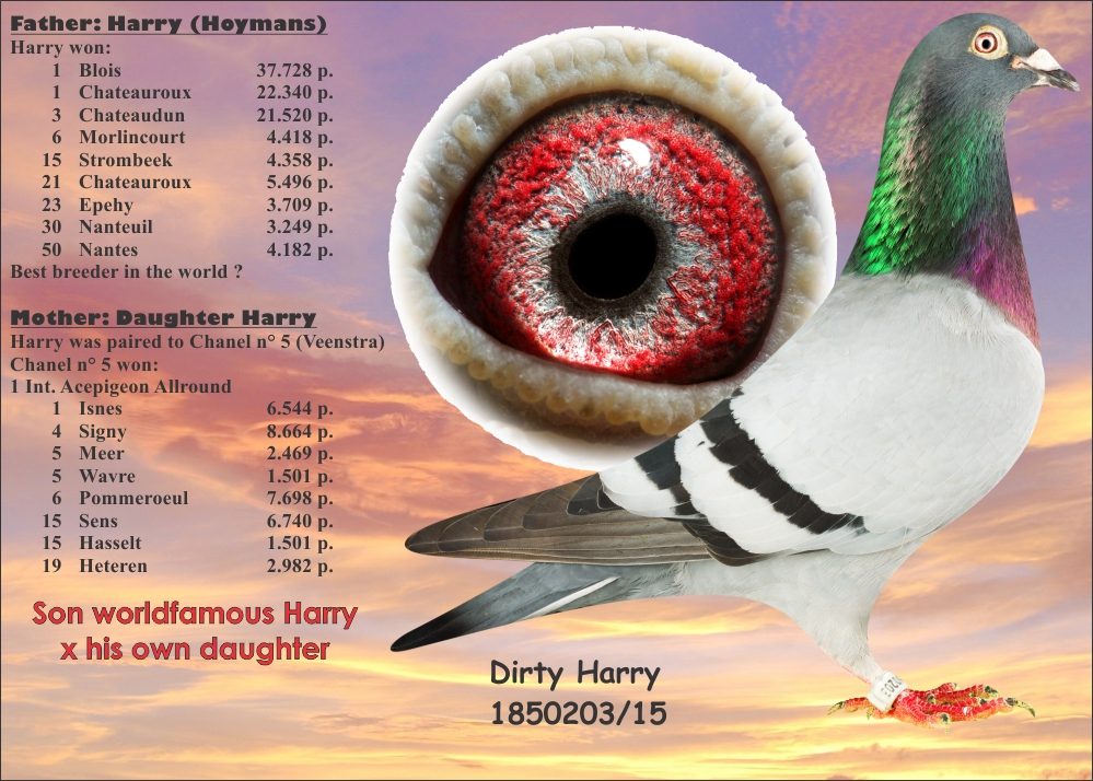 Father B-15-1850203 Yr 2015 - Dirty Harry (J. Hooymans) — Inbred son of Harry