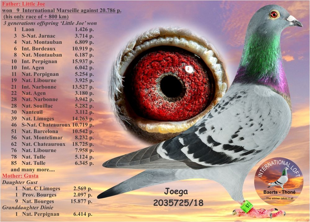 Mother B-18-2035725 Yr 2018 - Joega (Baerts H + G) — Daughter of Little Joe