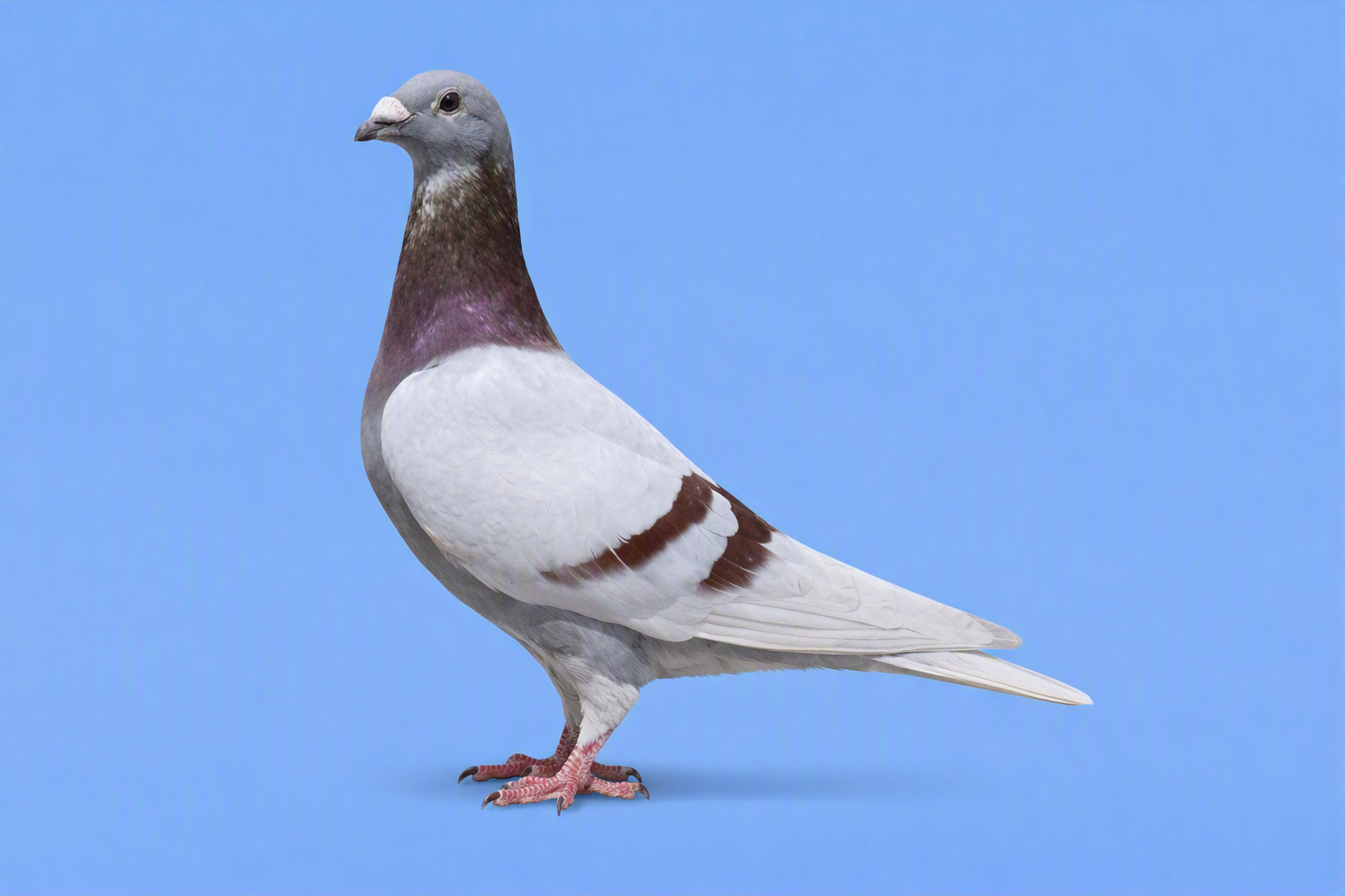 Gr. Son DRIEKSKE