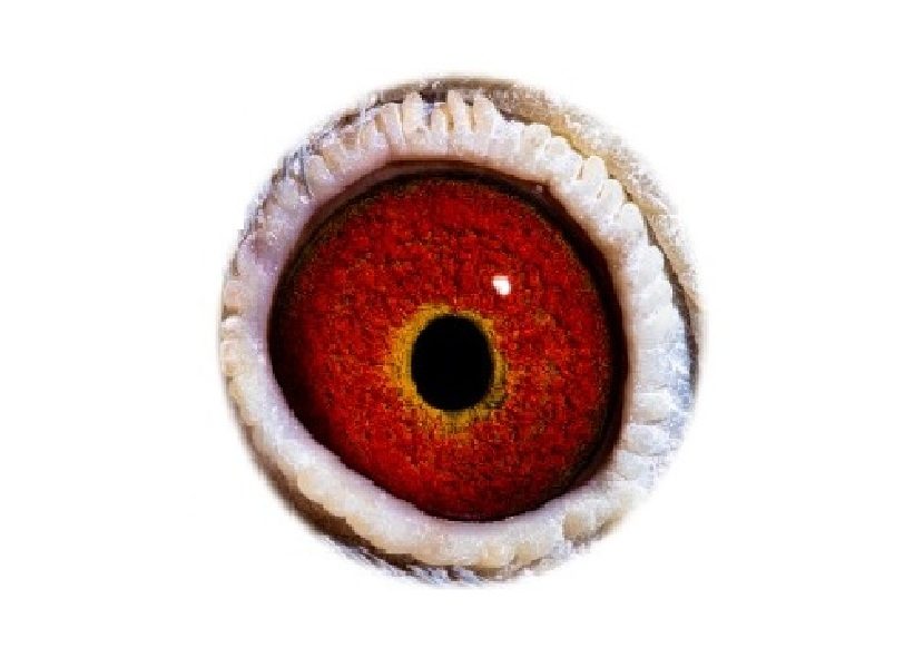 Son Marceline eye sign