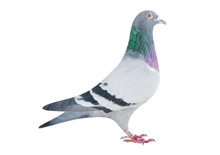 Gr. Son De.KITTEL