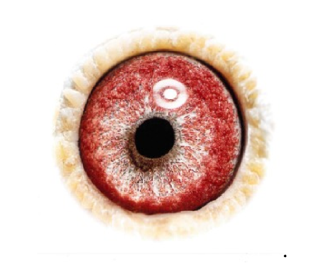 Gd. Olympic LIoyd eye sign
