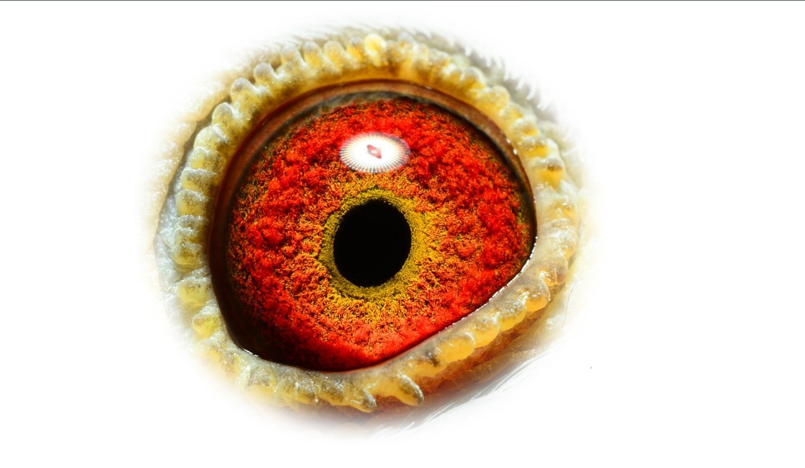 Miss SILKE LAUREAAT eye sign