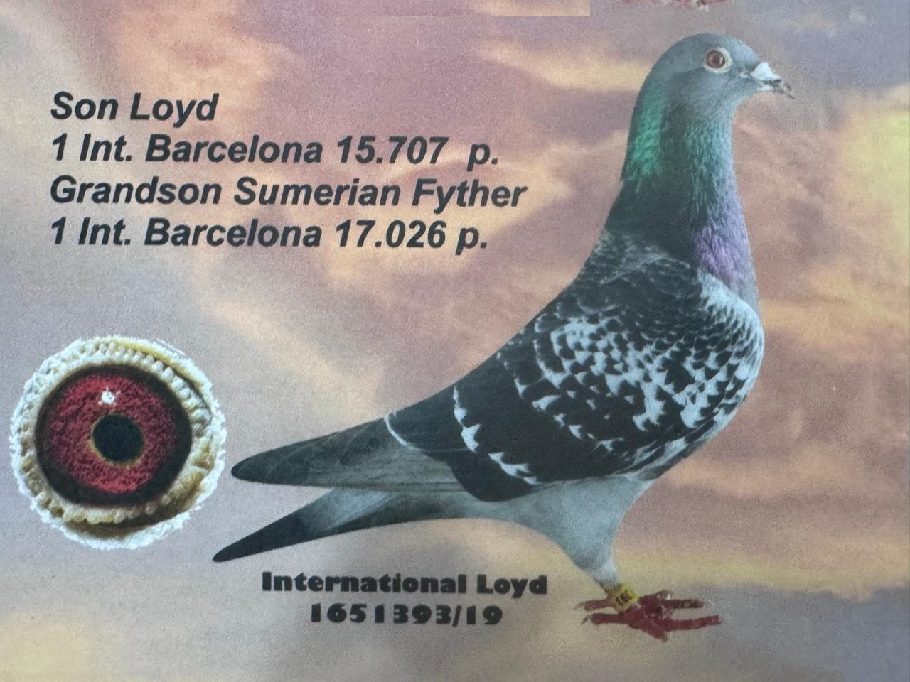 Father NL-19-1651393 Yr 2019 - International LOYD - Son to First International Barcelona out of 15707 Birds