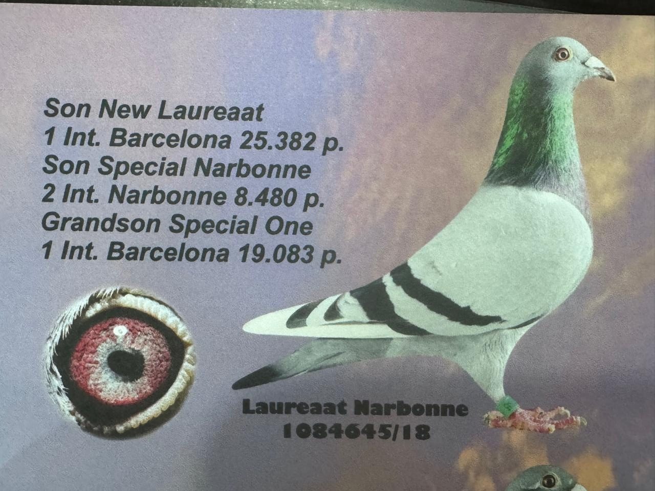 Mother B-19-5095098 Yr 2019 - Gr. Daughter New Laureaat - 9 Prizes in two years. 63rd Int. Agen out of 14799 birds