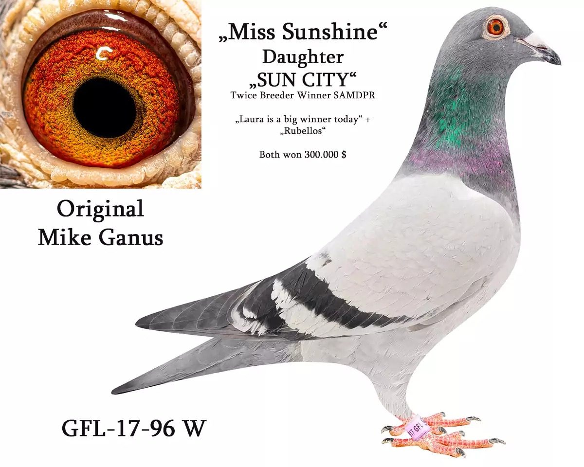 Mother GFL-17-0096 Yr 2017 - Daughter SUN CITY