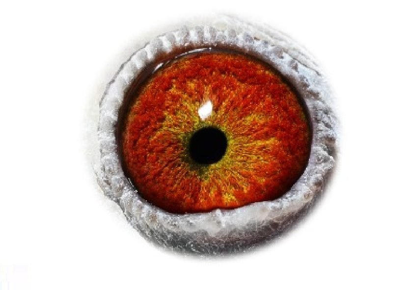 Gd. New Laureaat eye sign